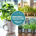 Windowsill herb seed collection with multiple potted culinary herb seedlings