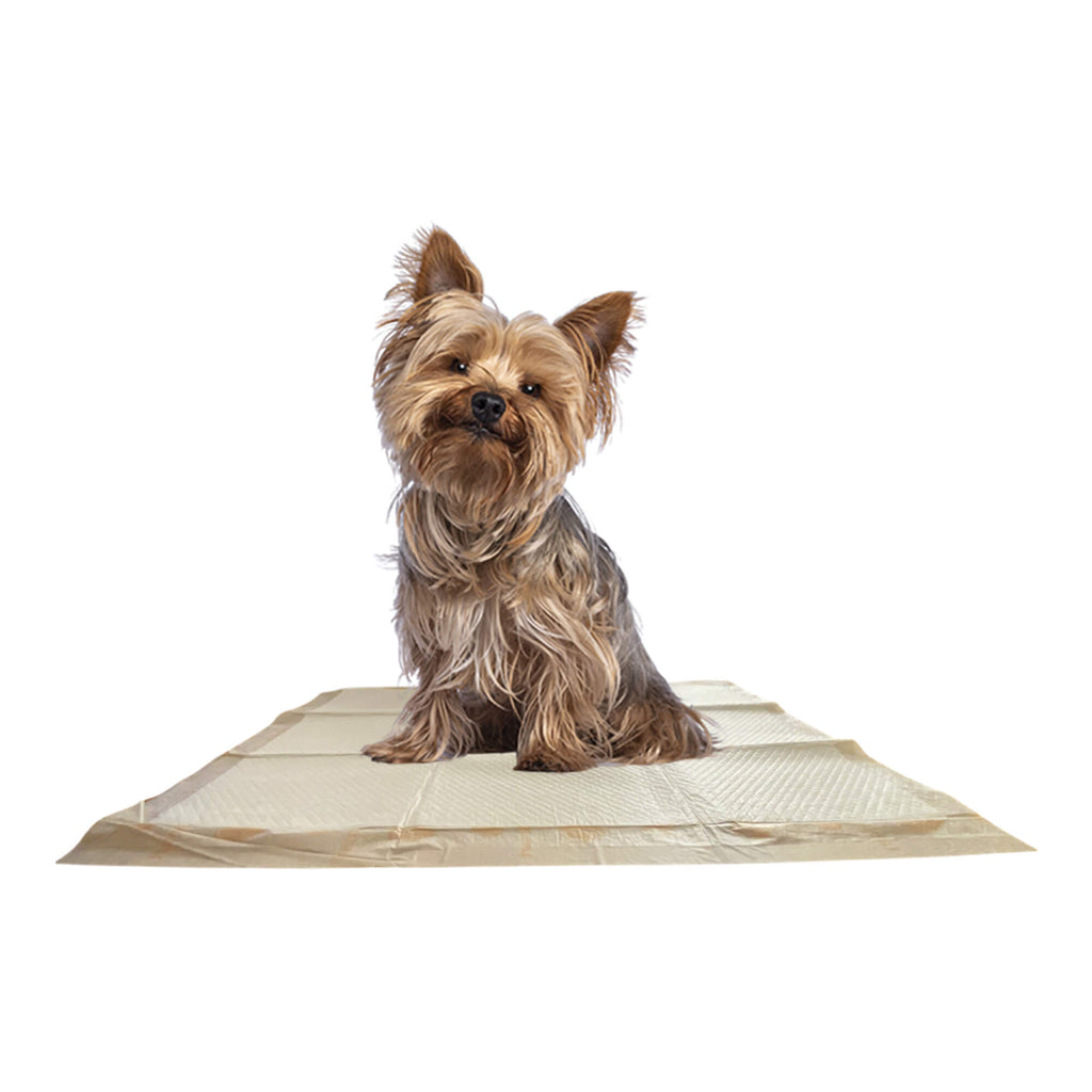 Large dog training pad laid flat with a small dog sitting on top