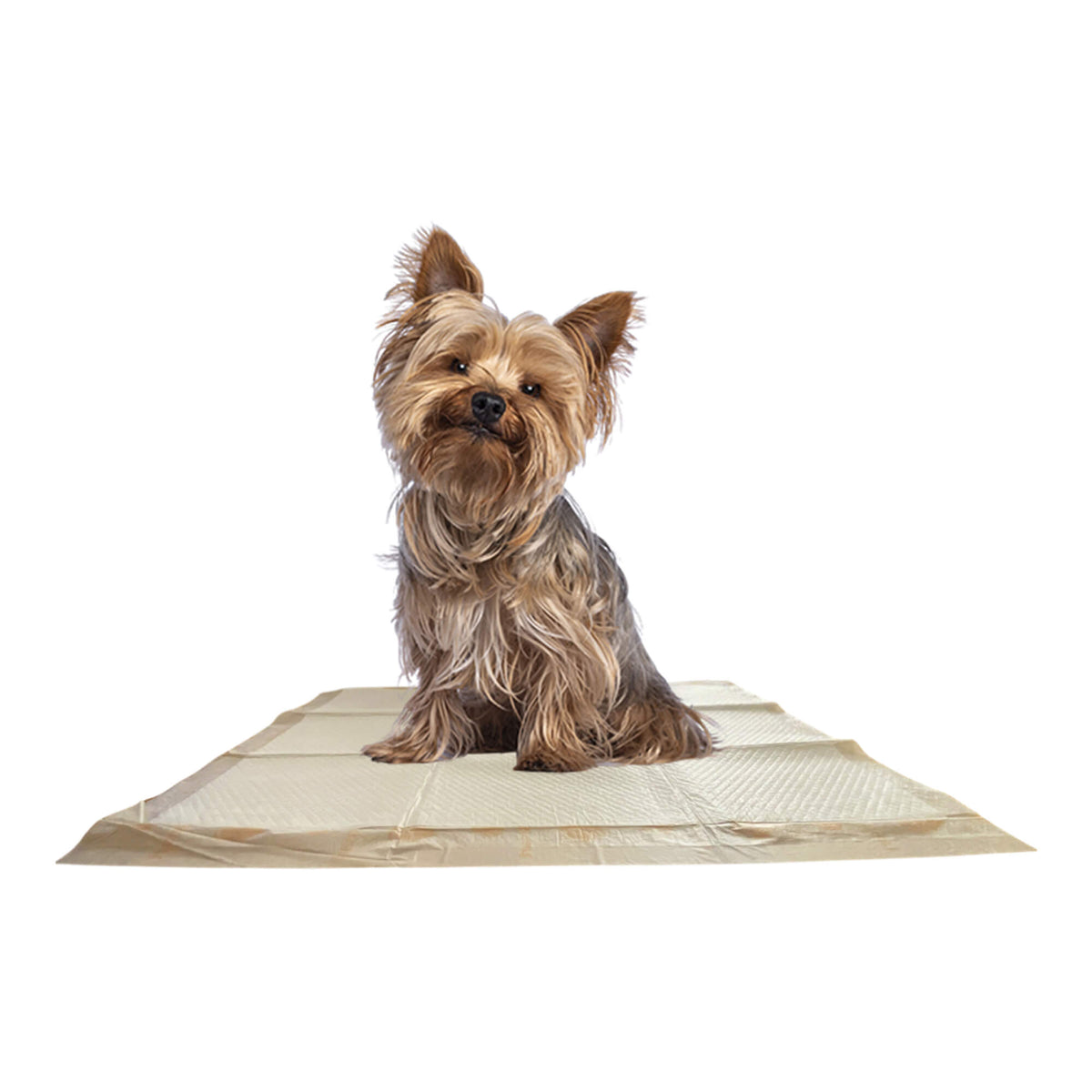 Large dog training pad laid flat with a small dog sitting on top
