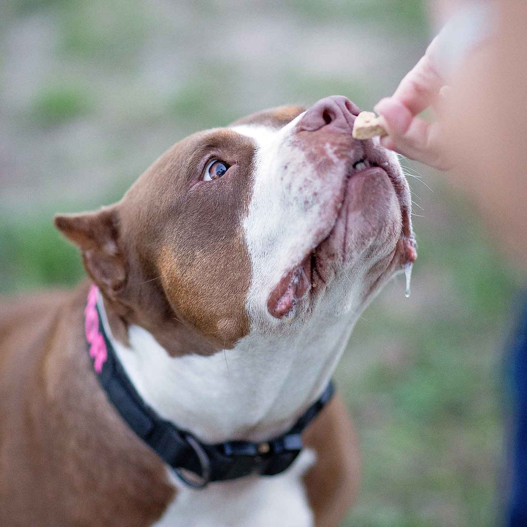 Grain-free dog treats given by hand to a brown-and-white dog