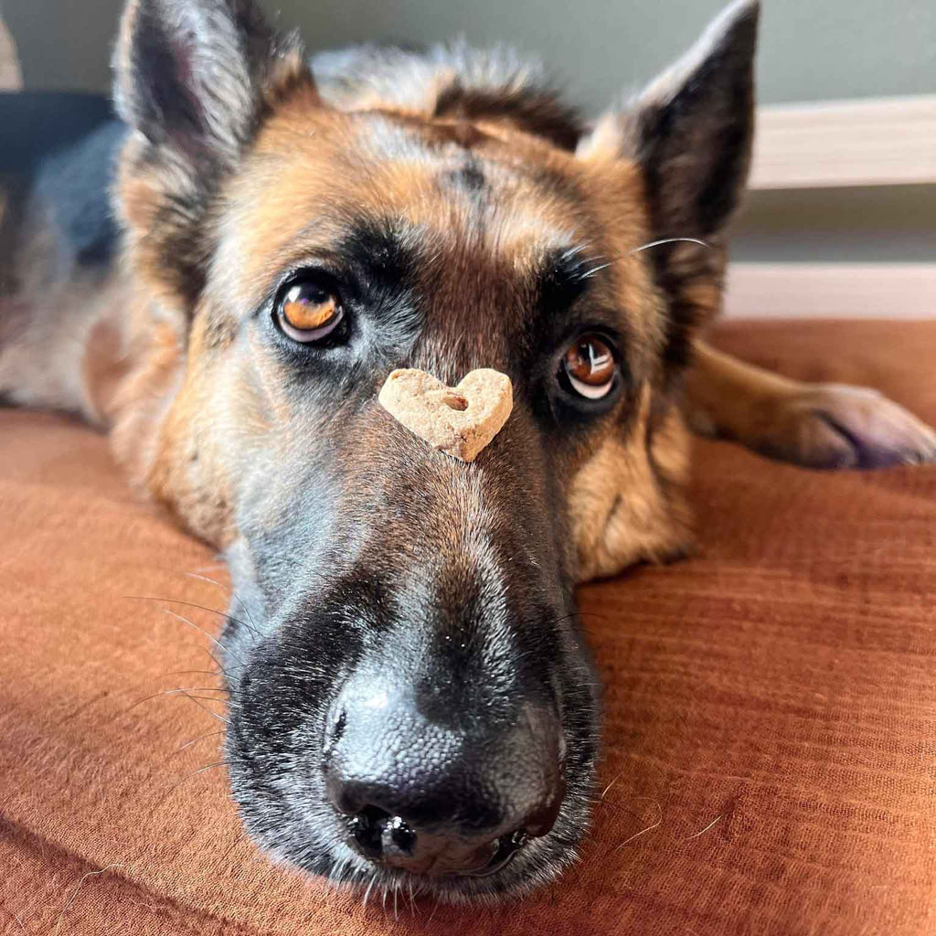 Grain-free dog treat biscuit on a table in front of a brindle dog