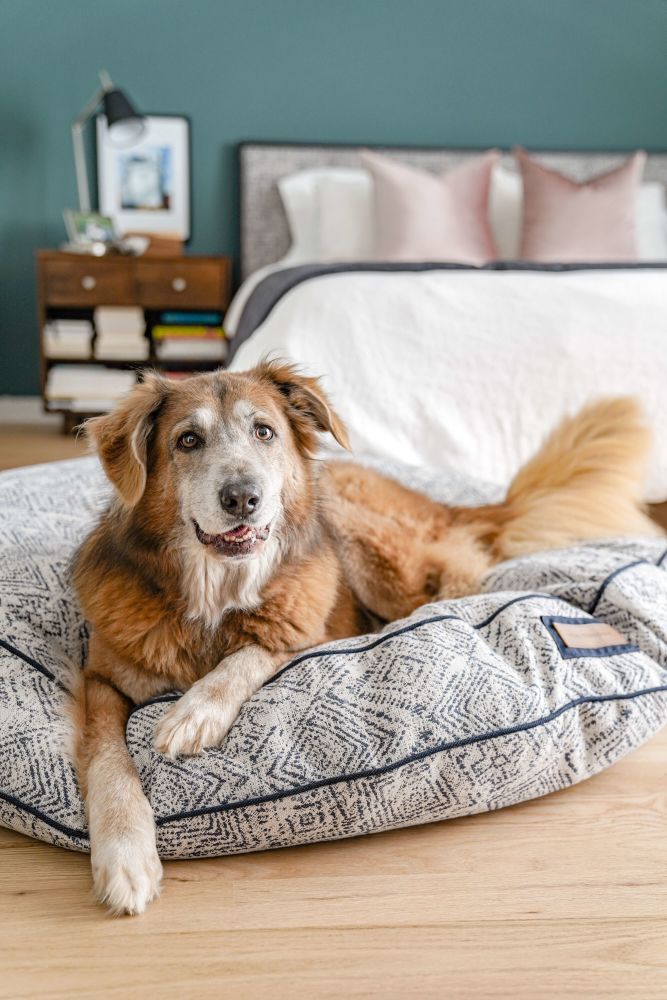 Round pet bed, gray geometric fabric with dark blue piping; dog lounging on it