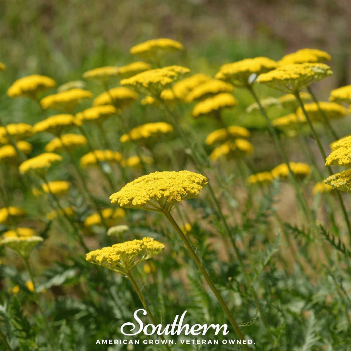 Yellow yarrow flowers growing in a field on slender green stems