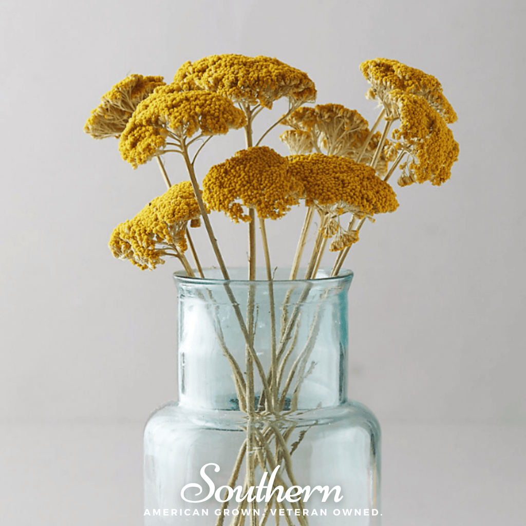 Yellow yarrow bouquet in a clear glass vase with multiple flower stems