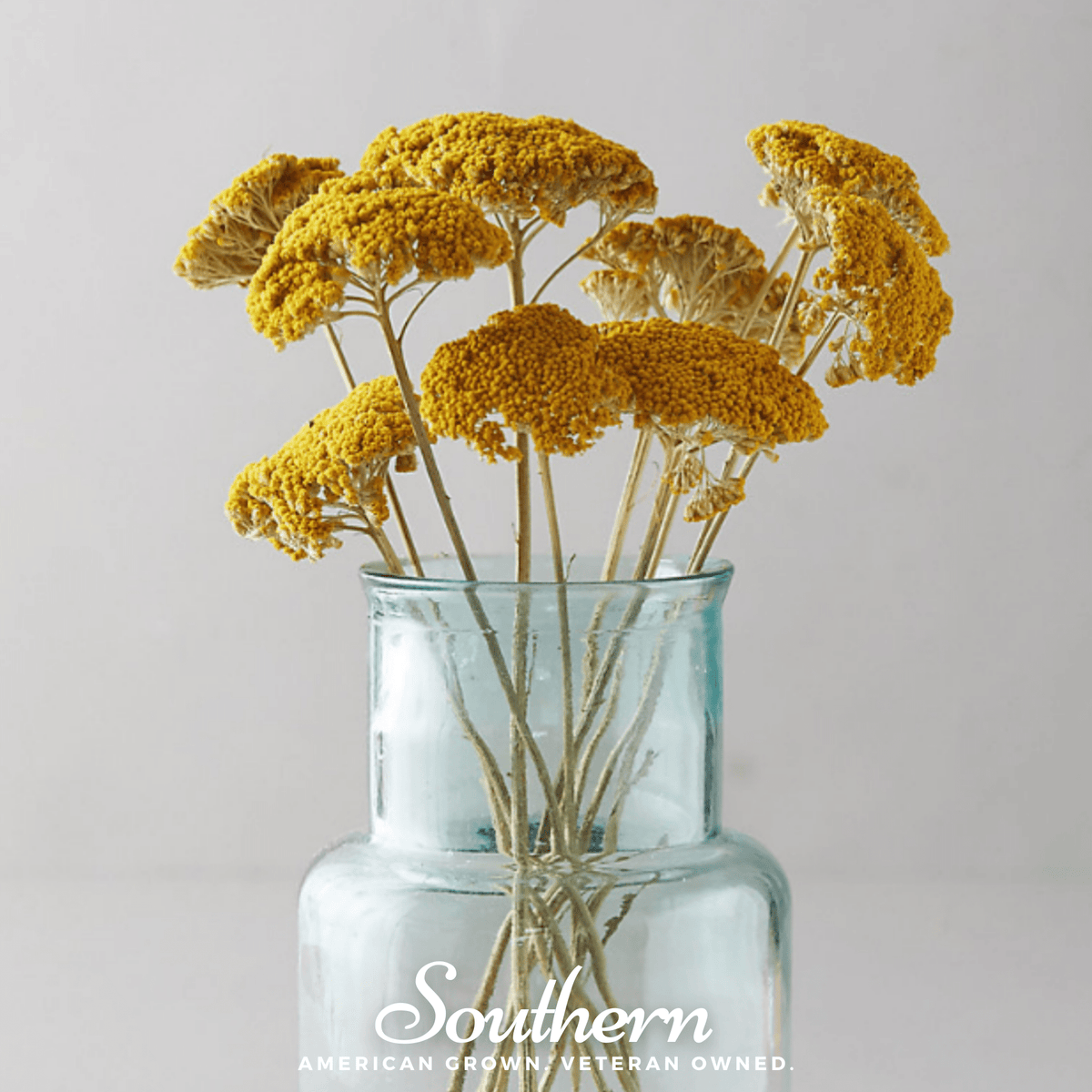 Yellow yarrow bouquet in a clear glass vase with multiple flower stems