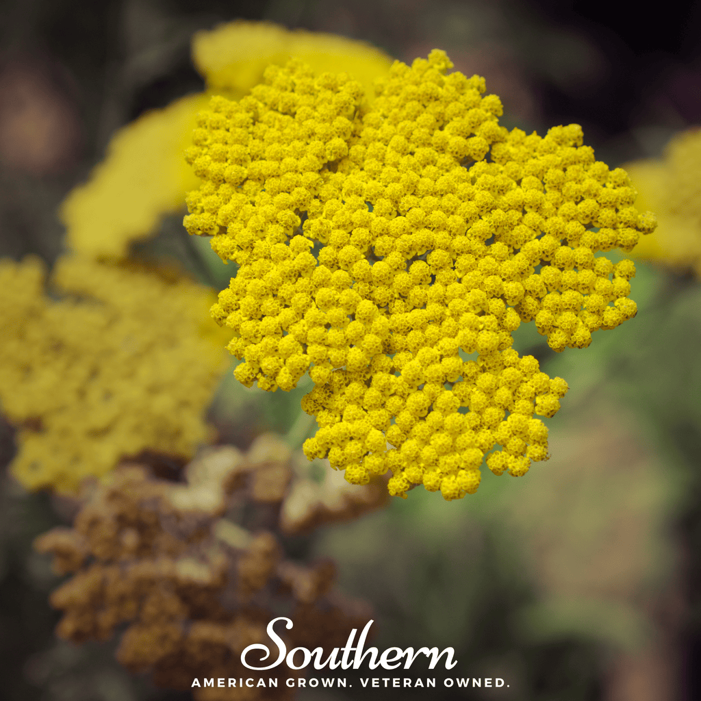 Bright yellow yarrow flower cluster with blurred background