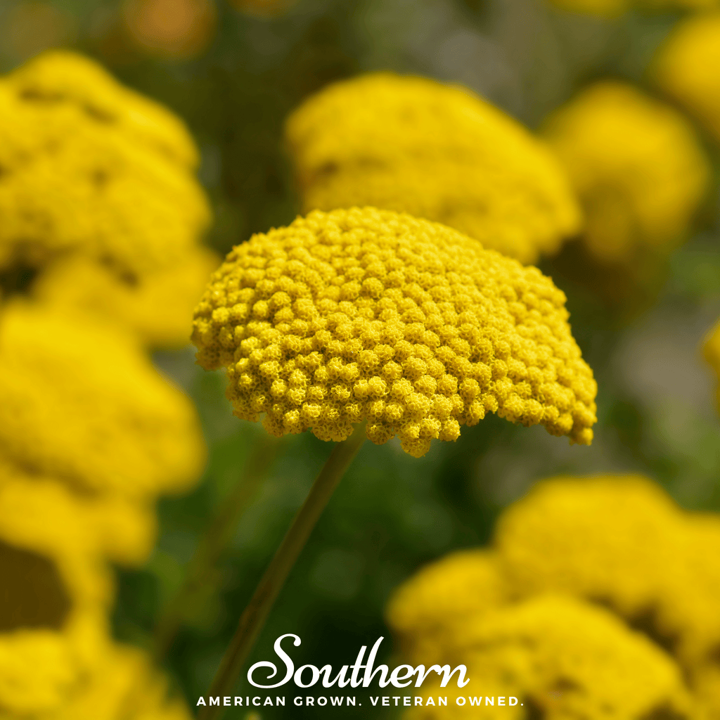 Yellow yarrow flower head close-up with feathery clustered blossoms