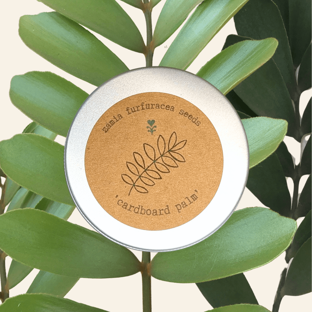 Zamia furfuracea 'Cardboard palm' seed tin with round paper label