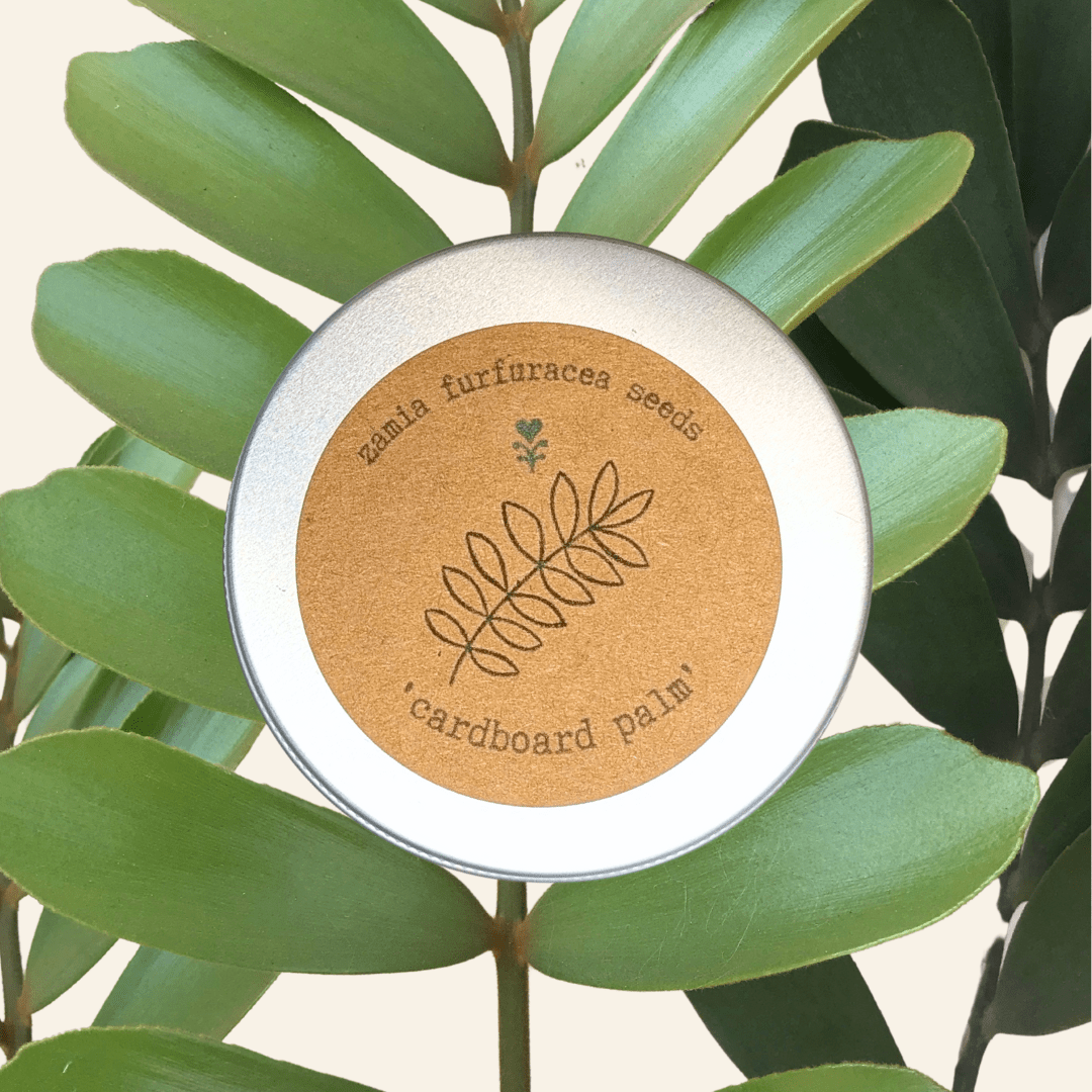 Zamia furfuracea 'Cardboard palm' seed tin with round paper label