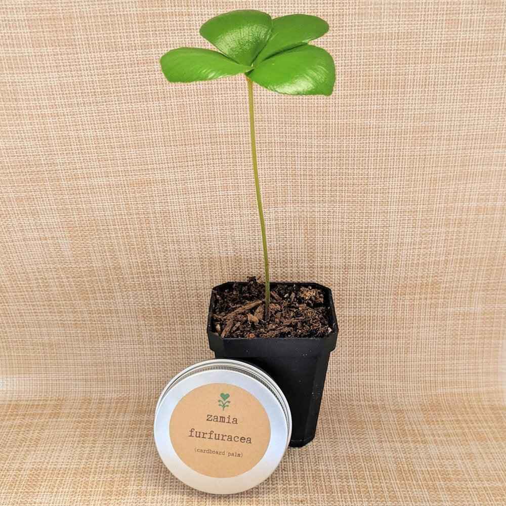 Zamia furfuracea 'Cardboard palm' seedling in a small pot with round seed tin