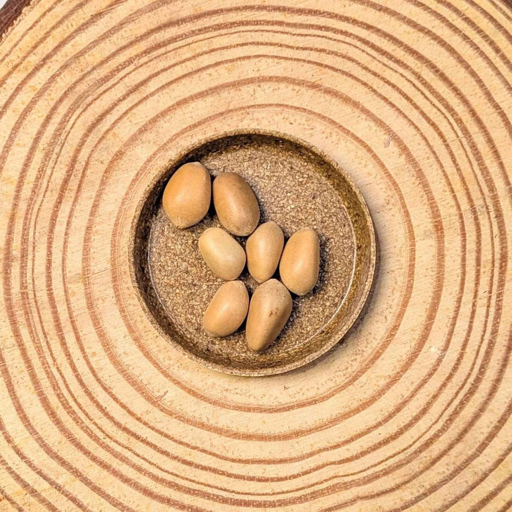 Zamia furfuracea 'Cardboard palm' seeds in a small stone dish with oval seeds