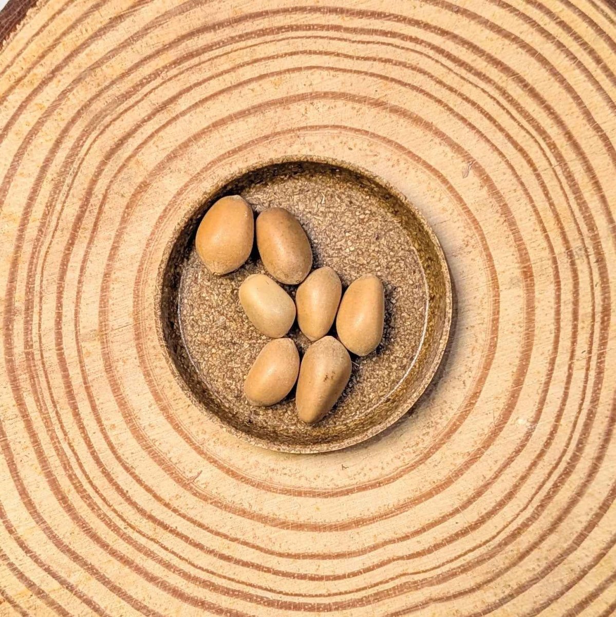 Zamia furfuracea 'Cardboard palm' seeds in a small stone dish with oval seeds