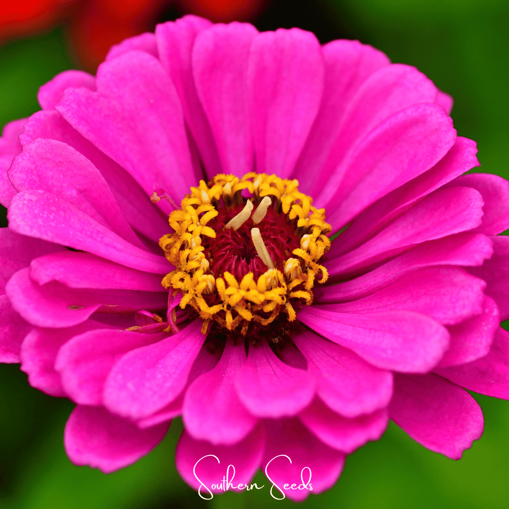 Hot pink zinnia flower with layered petals and yellow-orange stamens