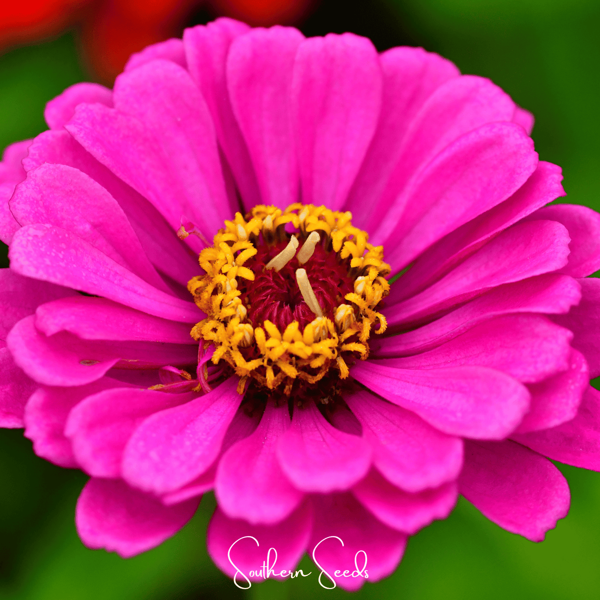 Hot pink zinnia flower with layered petals and yellow-orange stamens