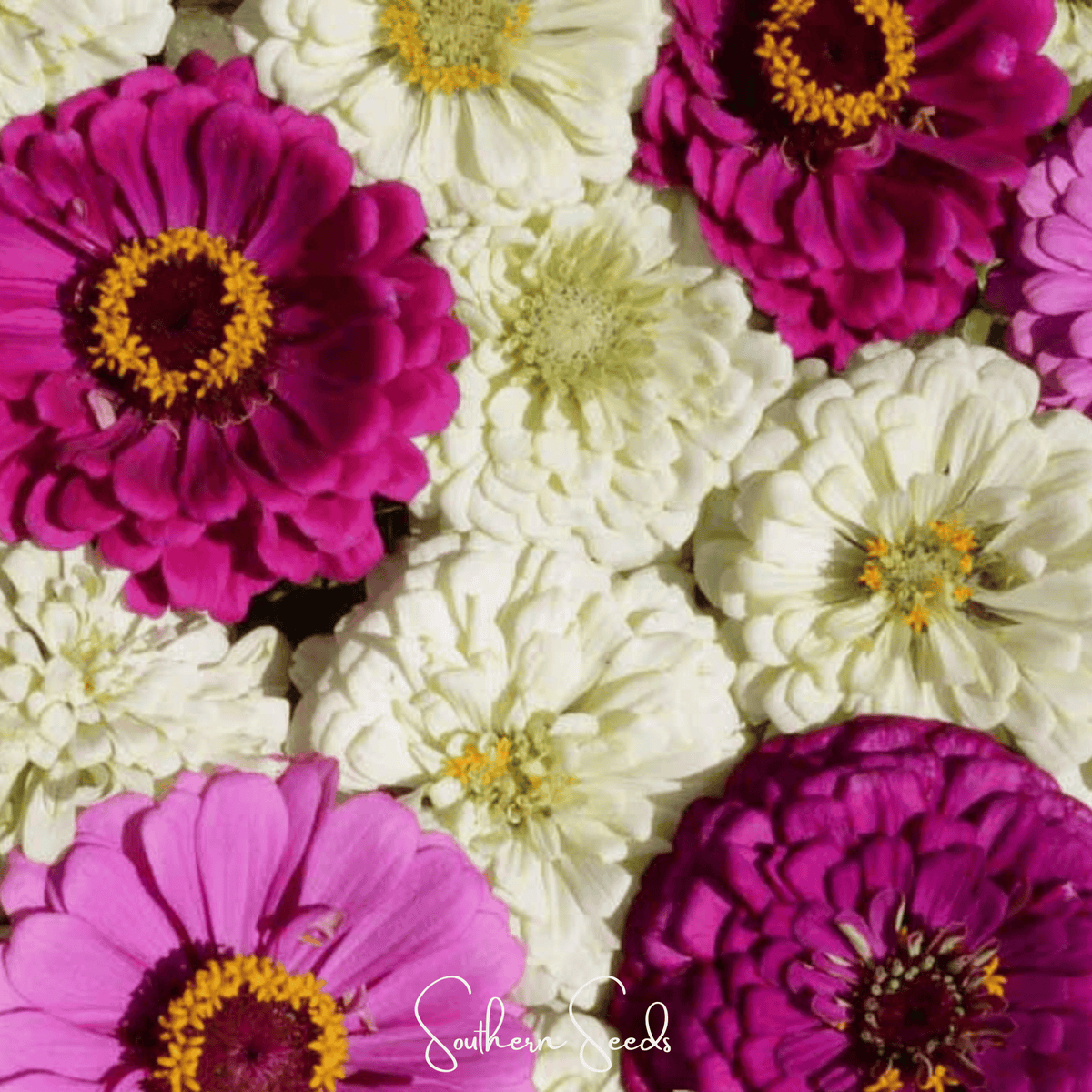 Mix of purple, white, and magenta zinnia flower heads close-up