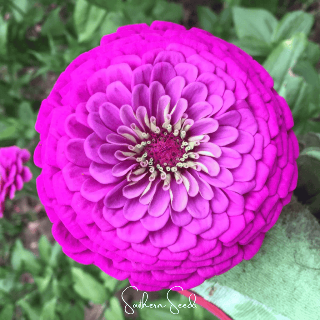 Bright pink zinnia bloom with layered petals and yellow center