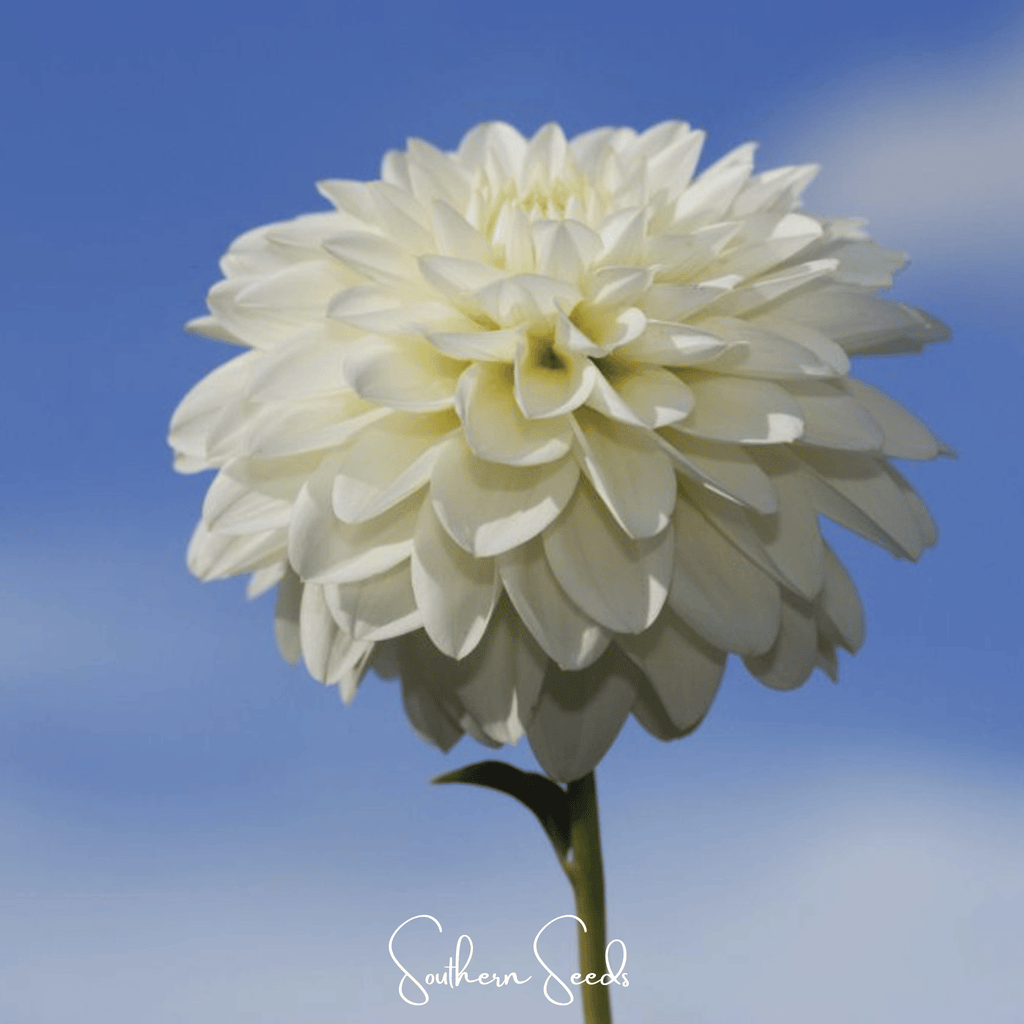 White zinnia bloom with layered petals and yellow center