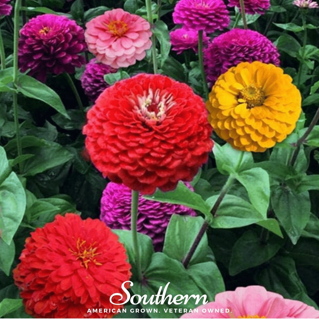 California giant zinnia blooms in red, pink, purple and yellow with green foliage