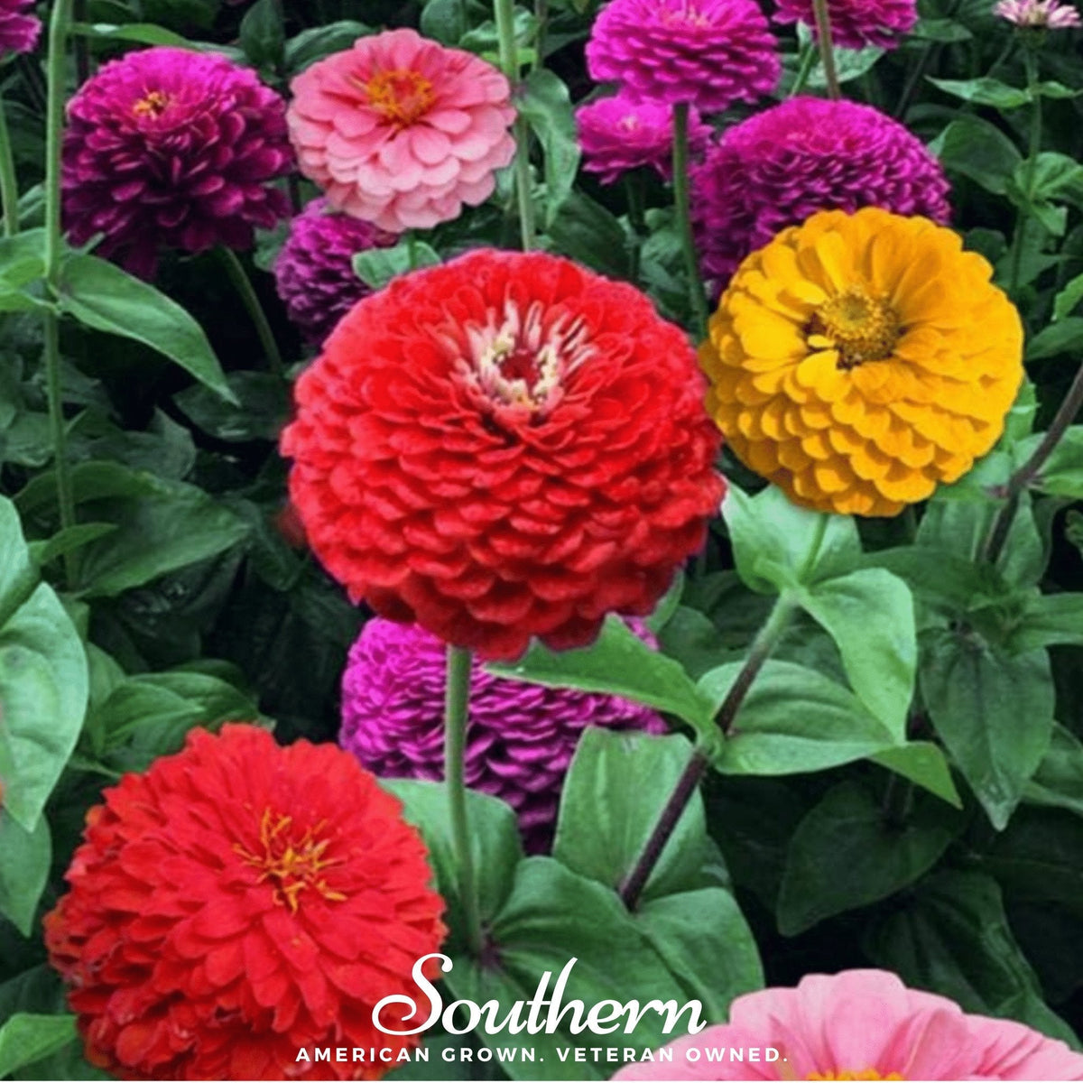 California giant zinnia blooms in red, pink, purple and yellow with green foliage