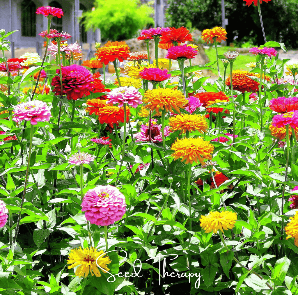 California giant zinnia flower bed with tall stems in pink, orange, yellow and red