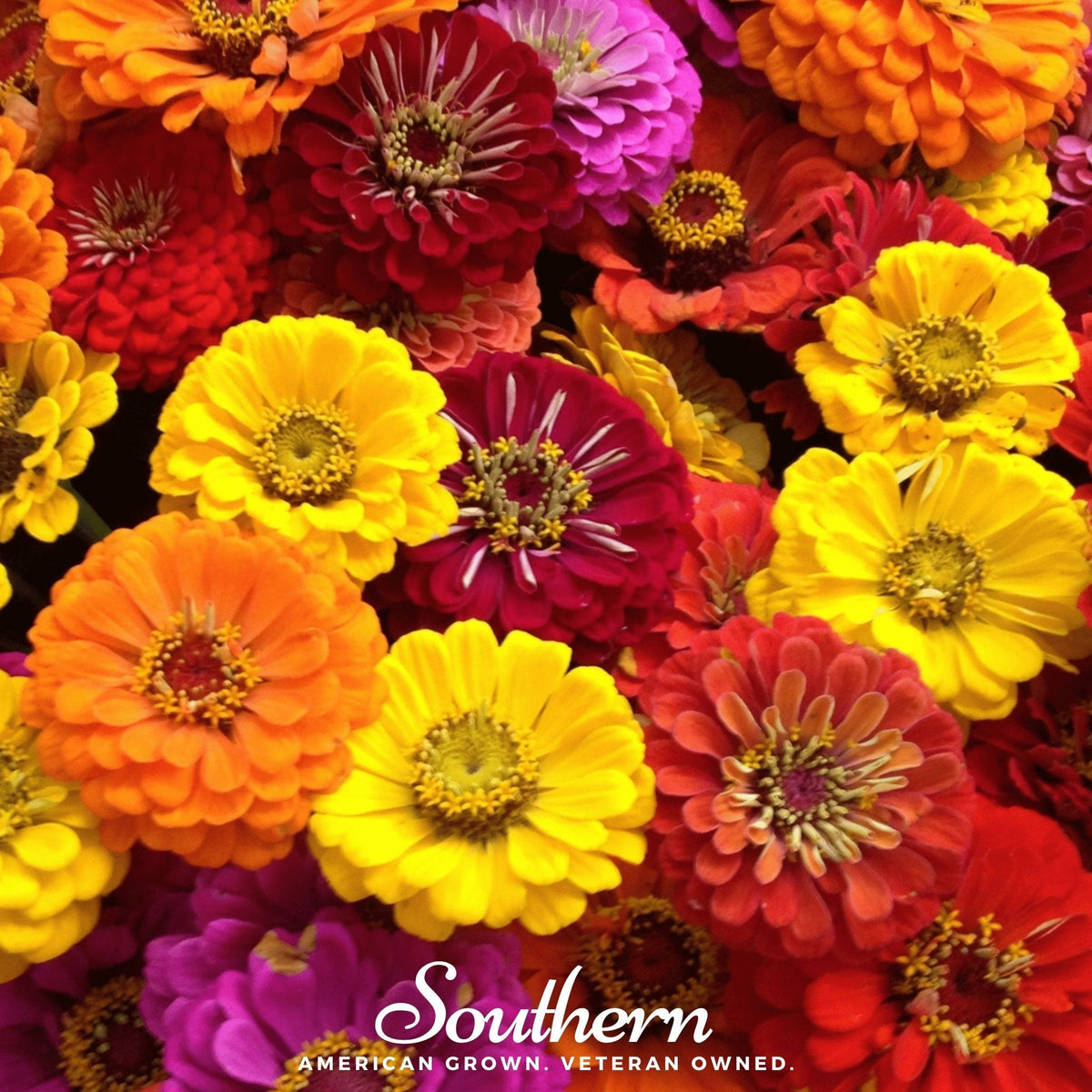 Dense California giant zinnia flower cluster in red, yellow, orange and pink