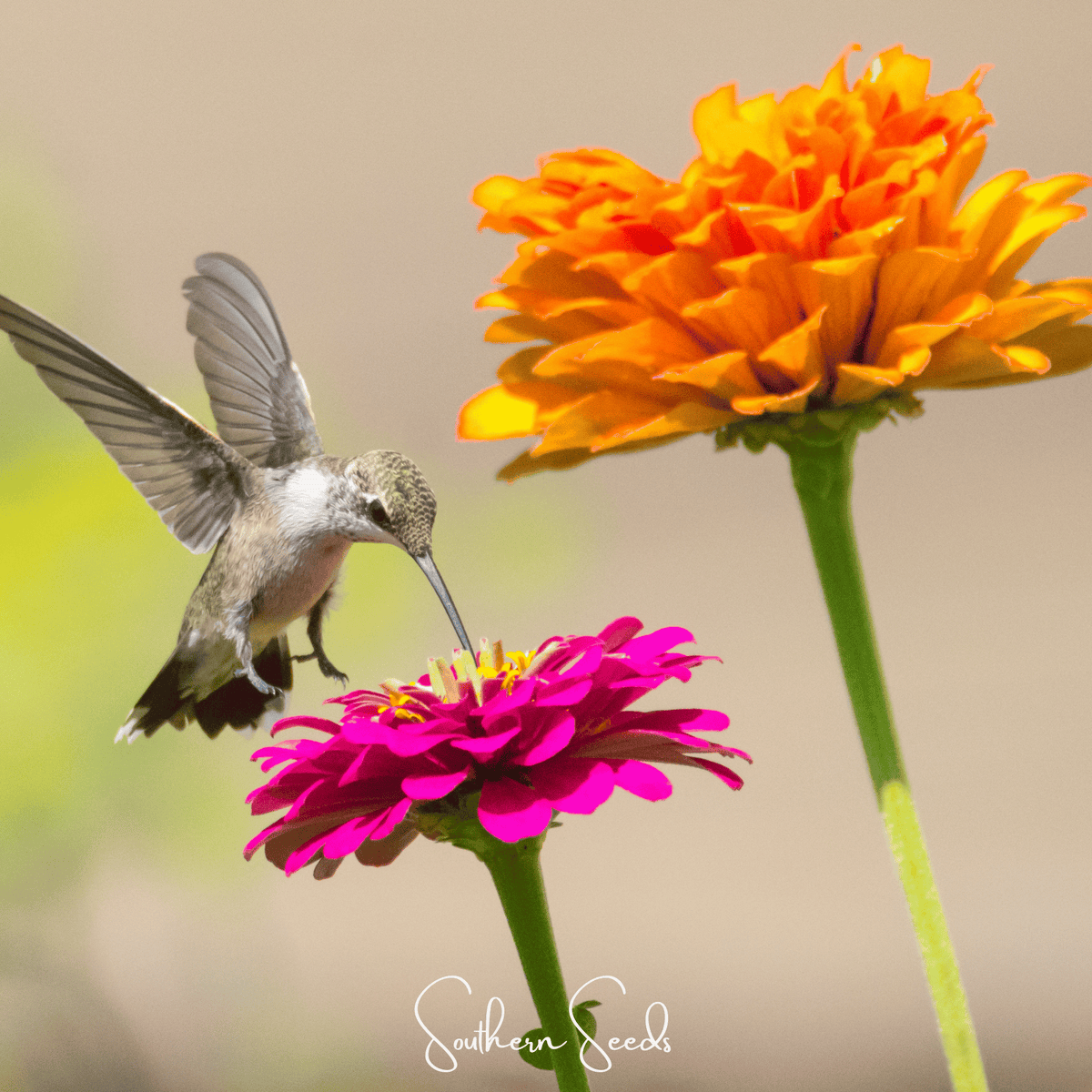 California giant zinnia blossoms with hummingbird perched, orange and magenta flowers