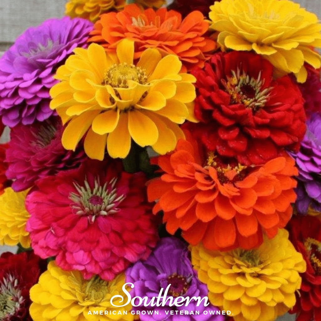 Close-up of California giant zinnia blooms in yellow, orange, red and purple