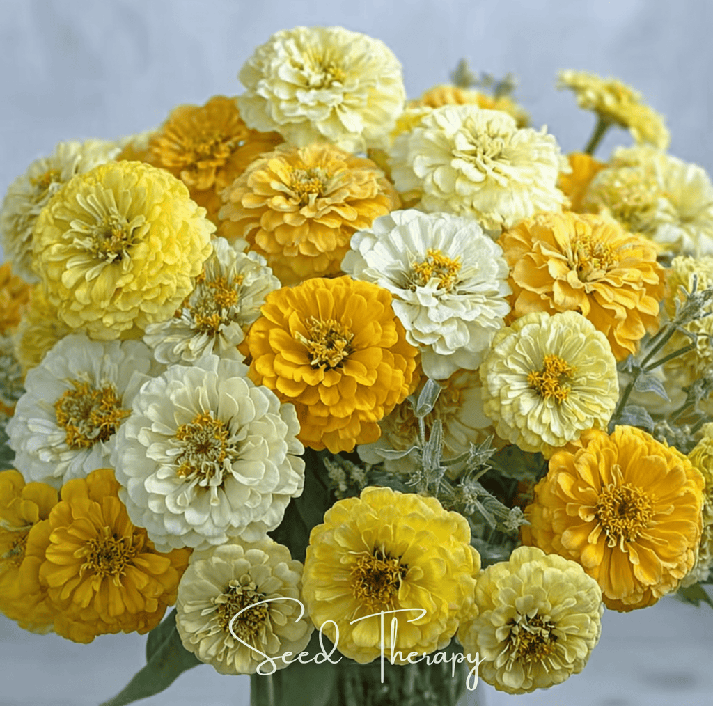 Lemon meringue zinnia seeds: dense cluster of yellow and cream zinnia blooms