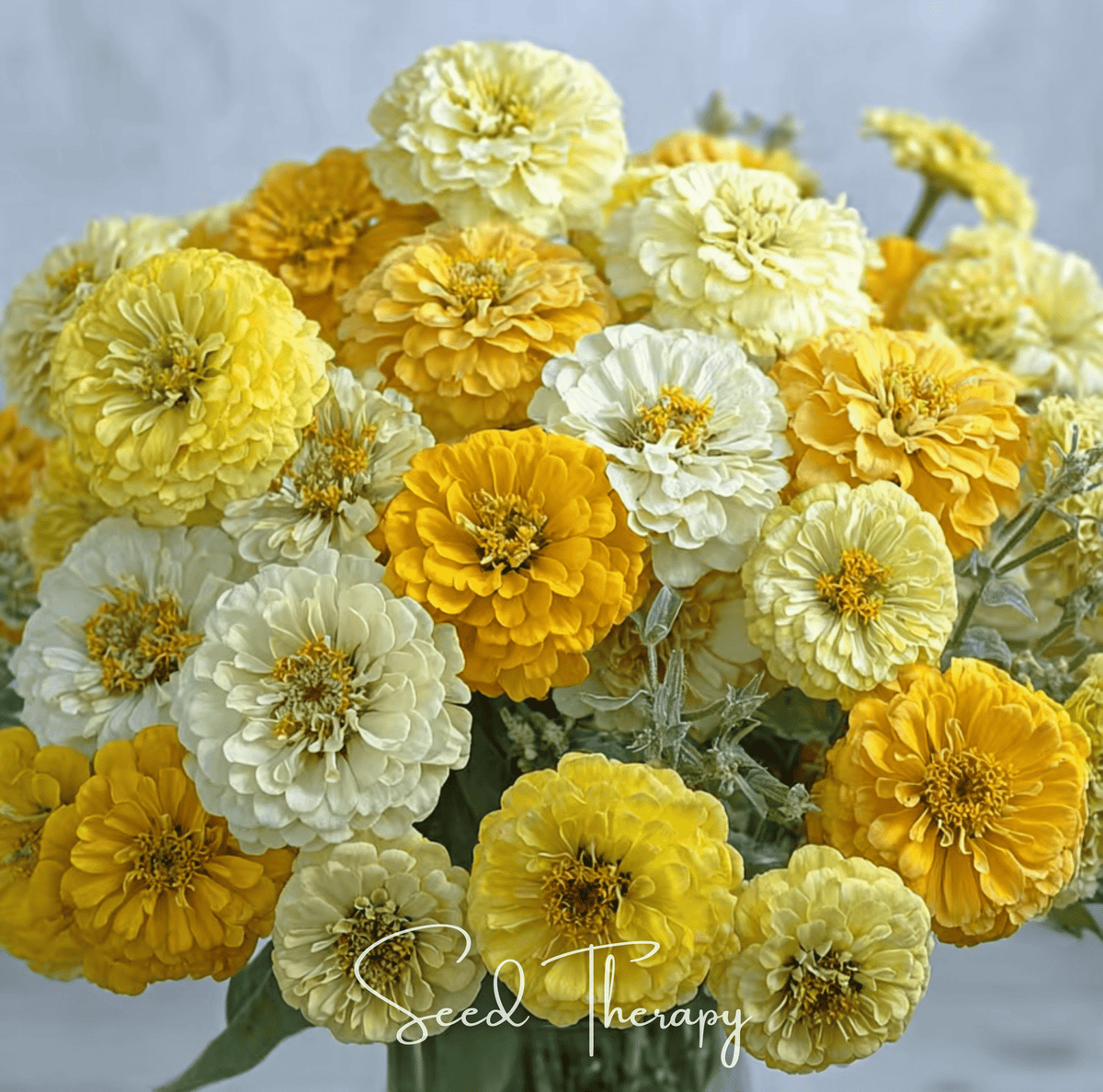 Lemon meringue zinnia seeds: dense cluster of yellow and cream zinnia blooms