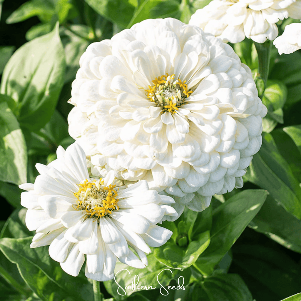 Lemon meringue zinnia seeds: white zinnia blooms with ruffled petals