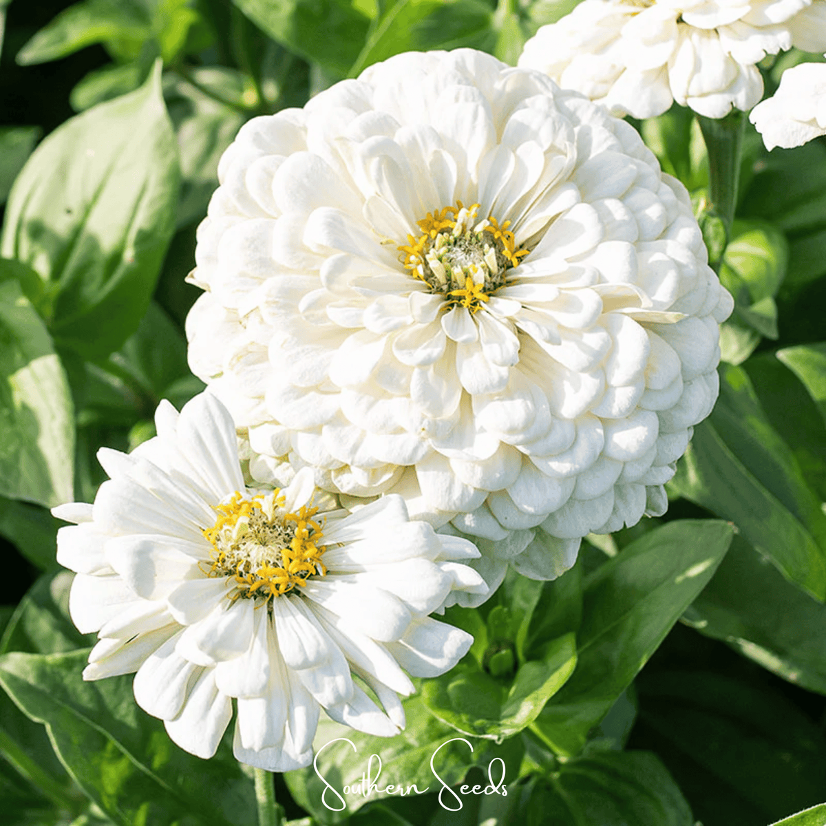 Lemon meringue zinnia seeds: white zinnia blooms with ruffled petals