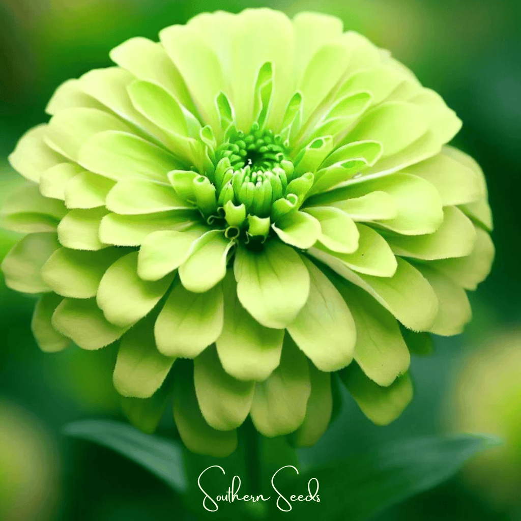 Lemon meringue zinnia seeds: lime green single zinnia flower with layered petals