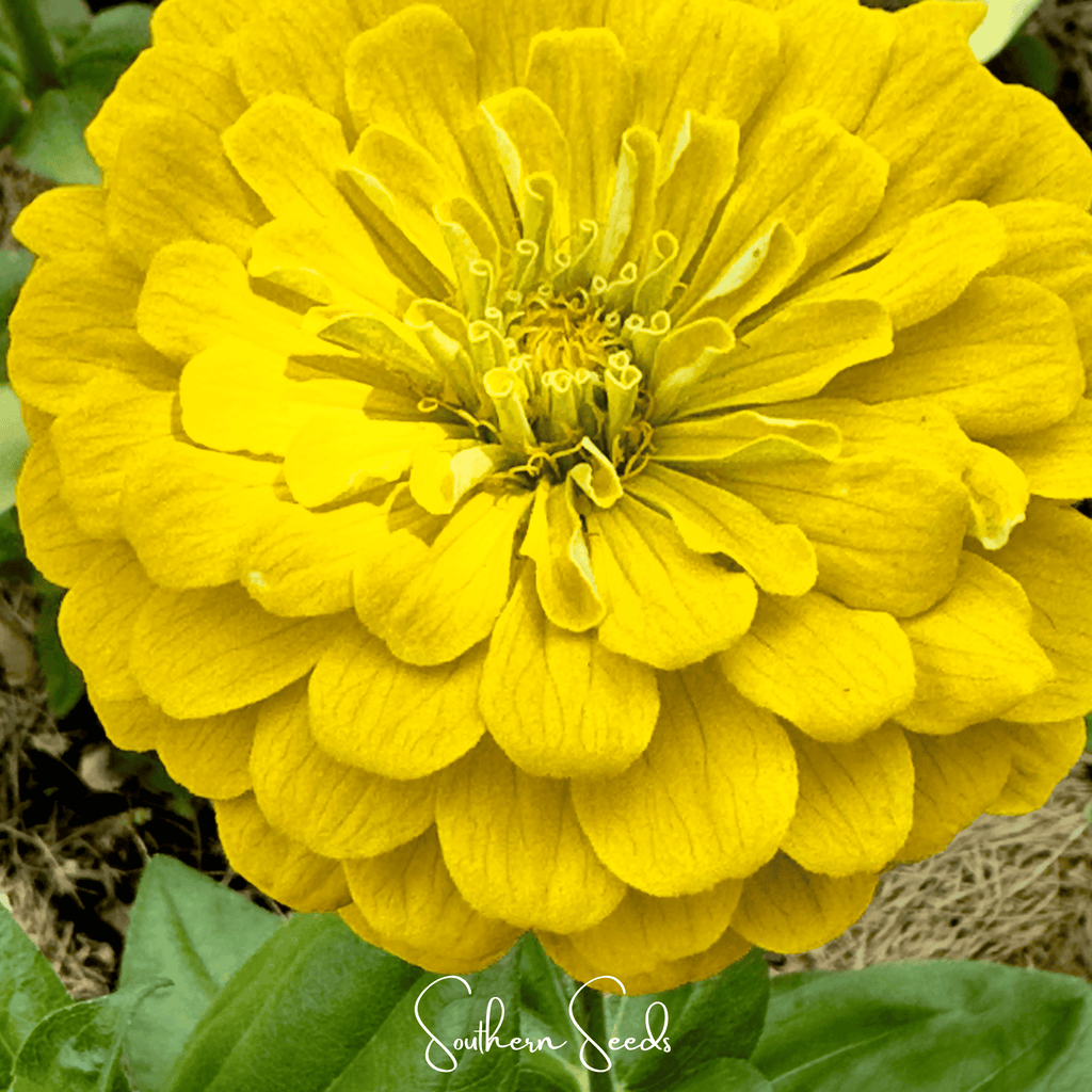 Lemon meringue zinnia seeds: bright yellow zinnia flower with layered petals