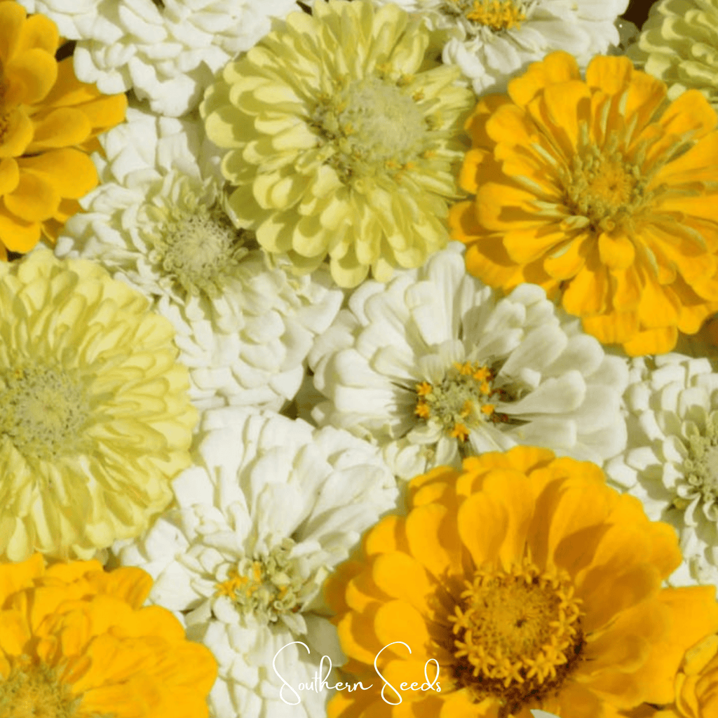 Lemon meringue zinnia seeds: close-up mix of white, pale yellow, and golden blooms