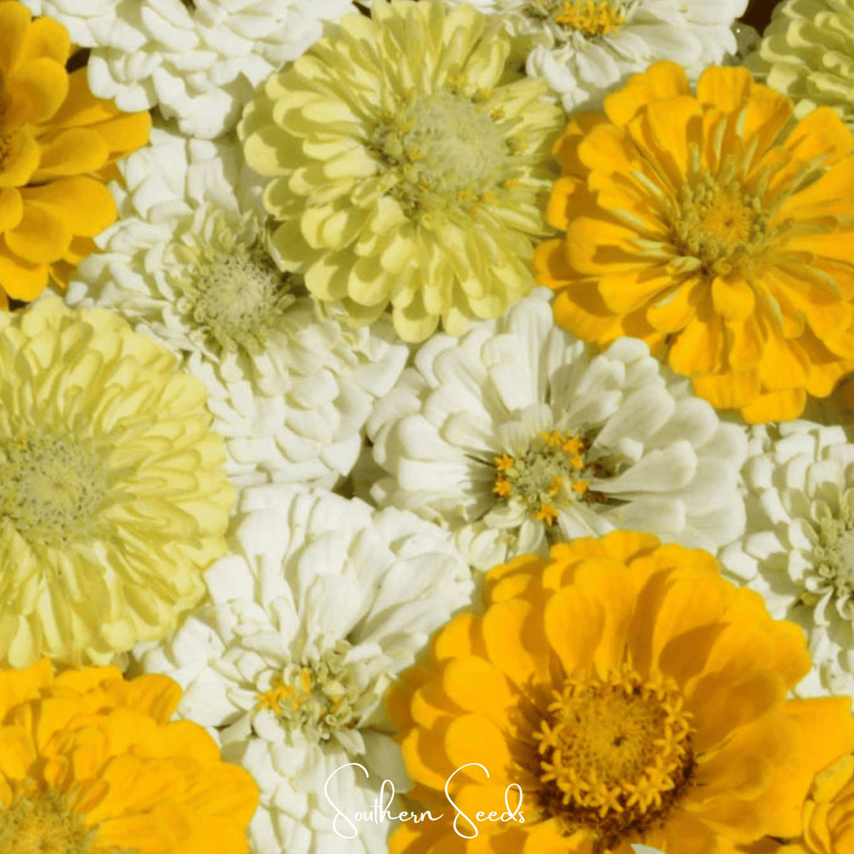 Lemon meringue zinnia seeds: close-up mix of white, pale yellow, and golden blooms