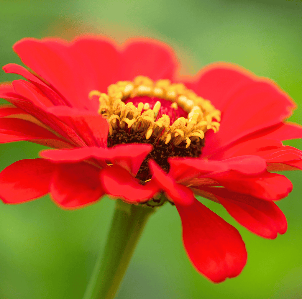 Red zinnia flower head with clustered yellow center