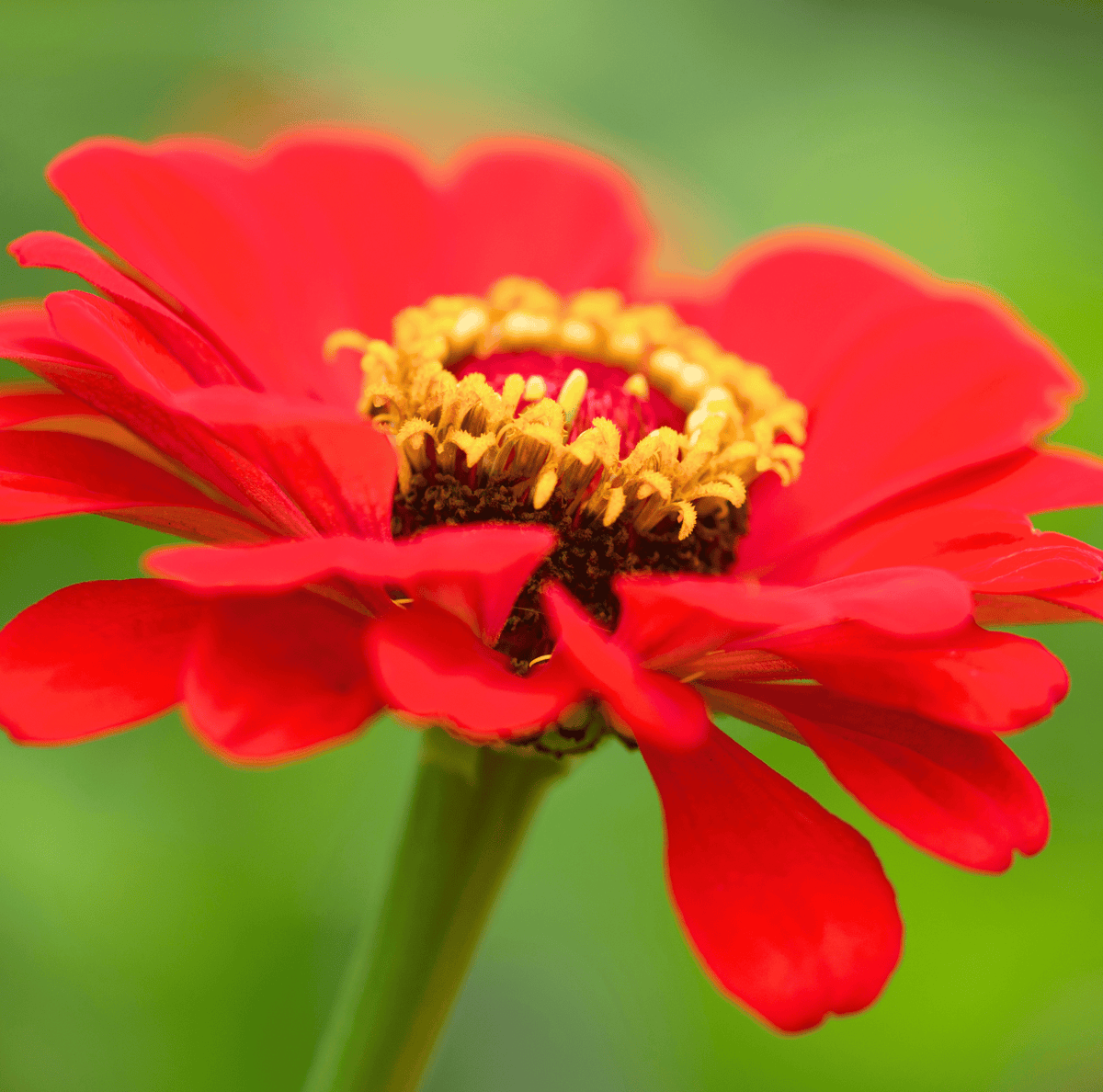 Red zinnia flower head with clustered yellow center
