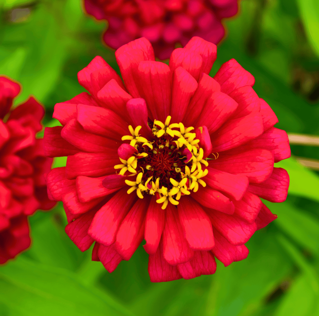 Close-up red double zinnia flower with yellow center