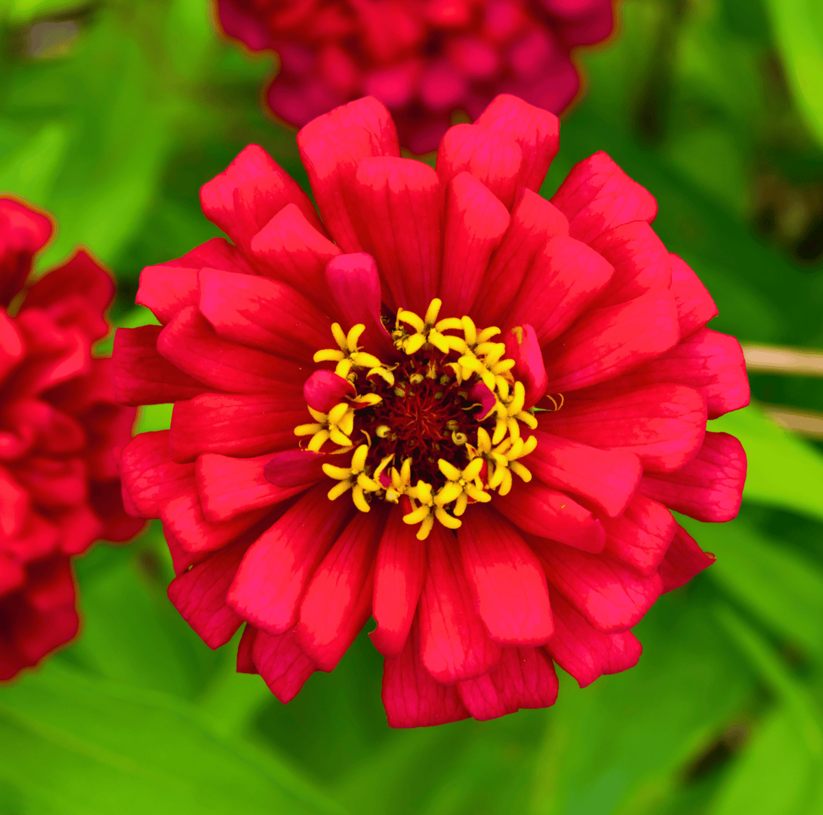 Close-up red double zinnia flower with yellow center