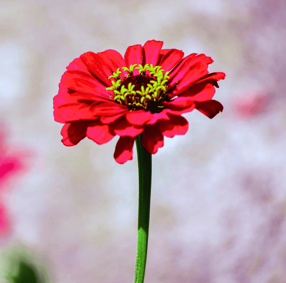 Single red zinnia flower with yellow-green center on a stem