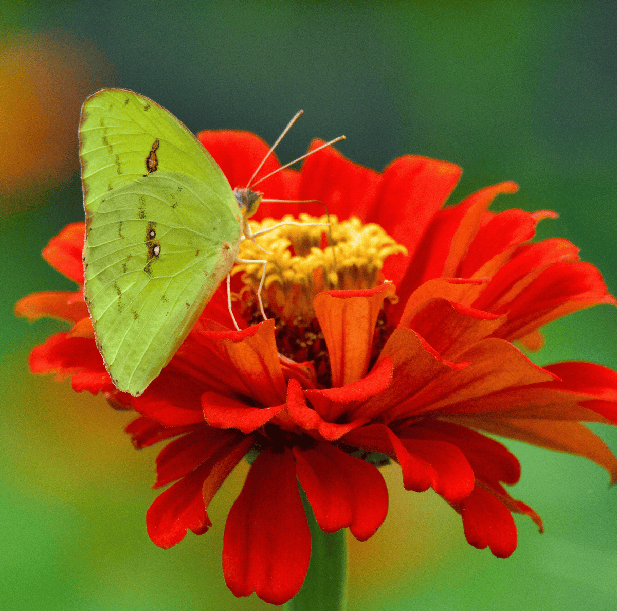 Red zinnia bloom with two green butterflies perched on petals
