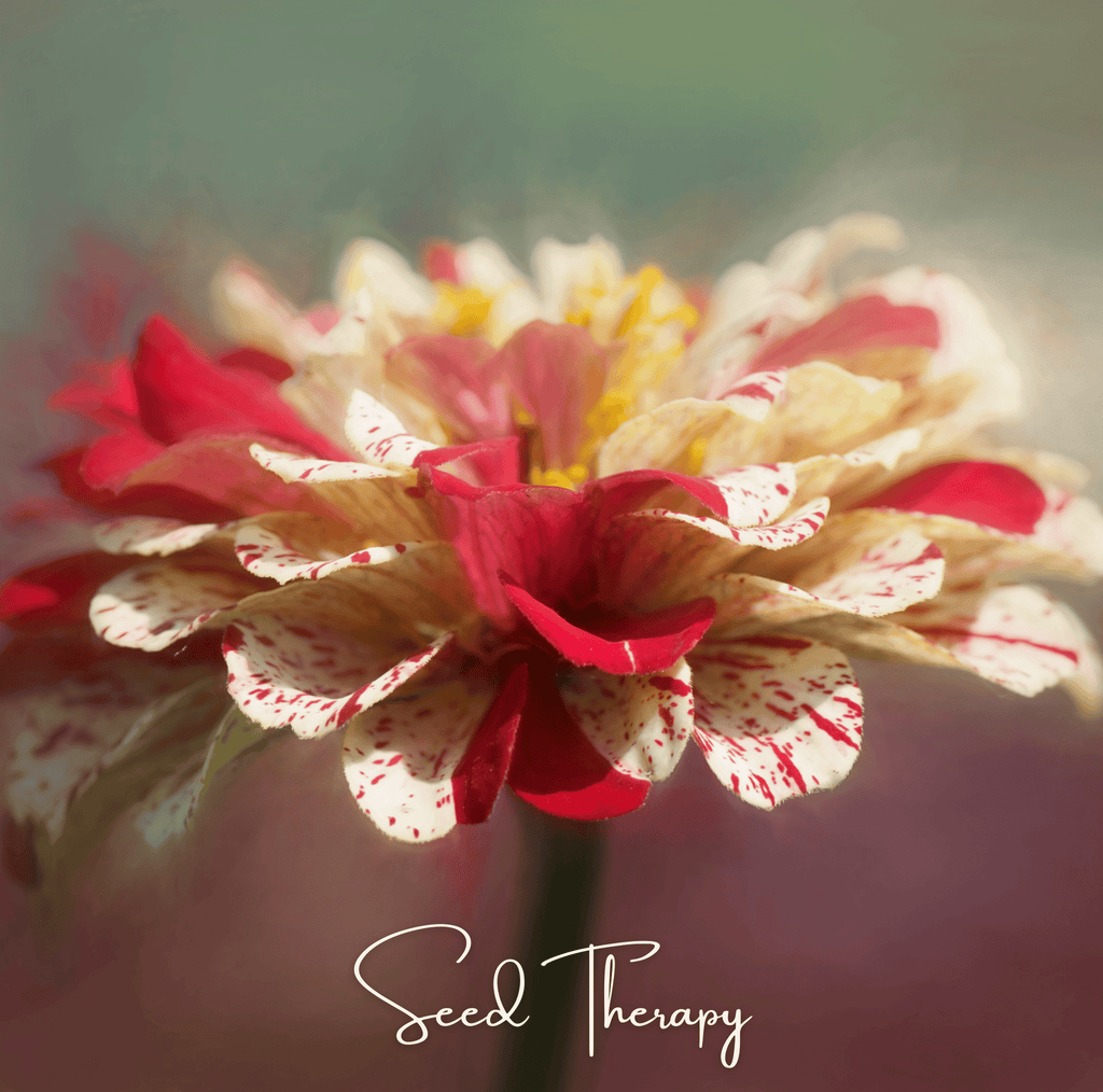 Zinnia flower with deep red petals and white speckled streaks around a yellow center.