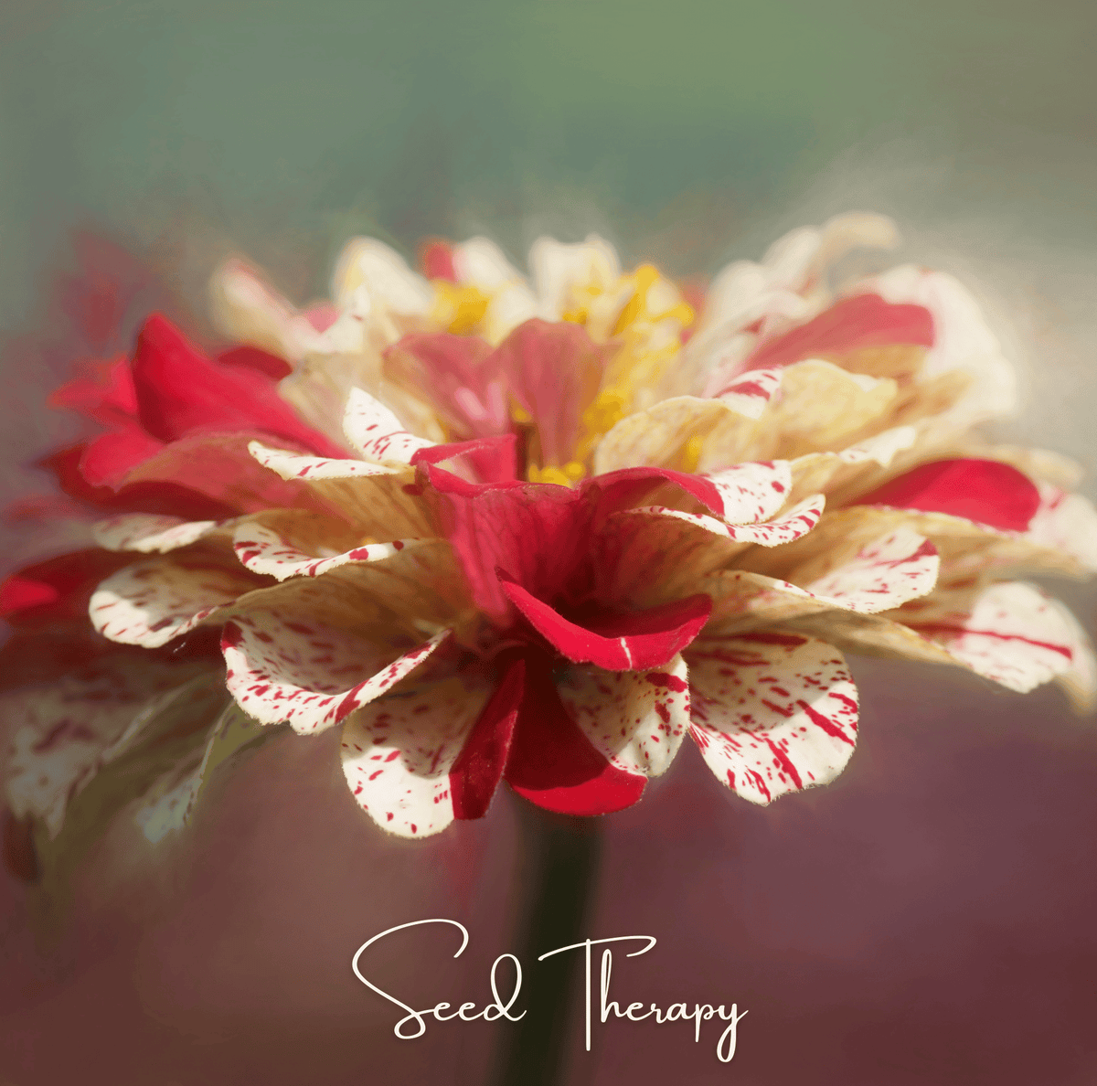 Zinnia flower with deep red petals and white speckled streaks around a yellow center.