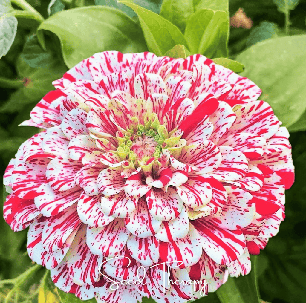 Single zinnia bloom with bright red-and-white striped petals and a yellow-green center.