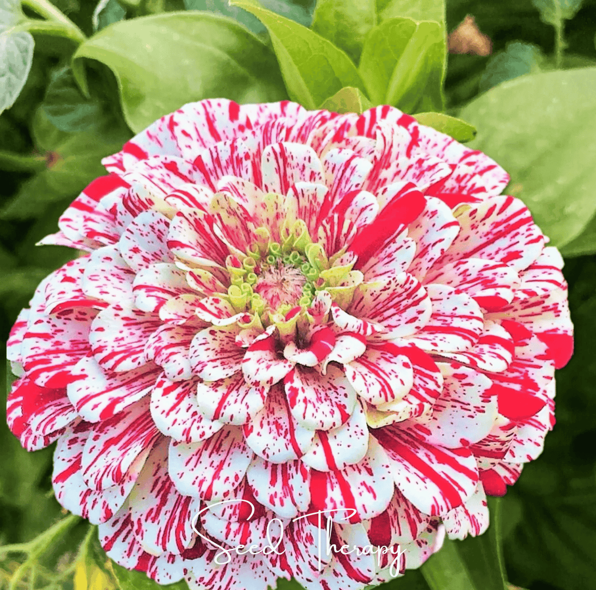 Single zinnia bloom with bright red-and-white striped petals and a yellow-green center.