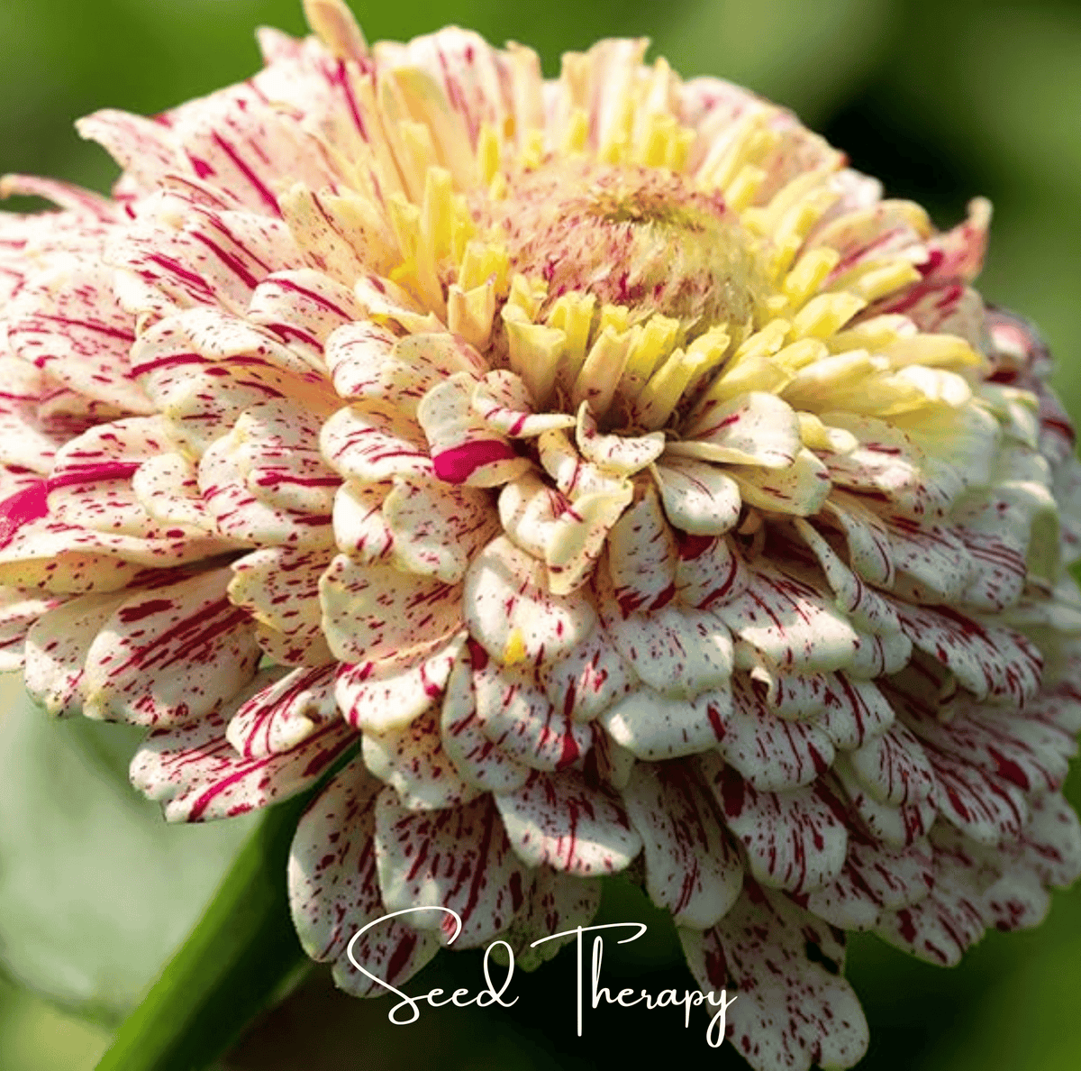 Close-up zinnia bloom with white petals, red speckles, and a dense yellow center.