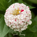Zinnia flower head with white petals and red speckles around a yellow-green center.