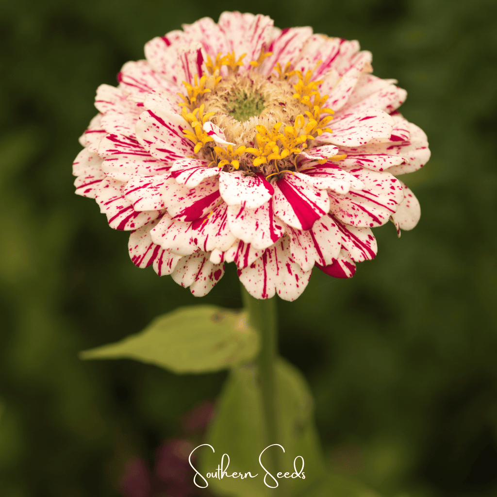 Zinnia bloom with white petals patterned with pink-red speckles and a yellow center.