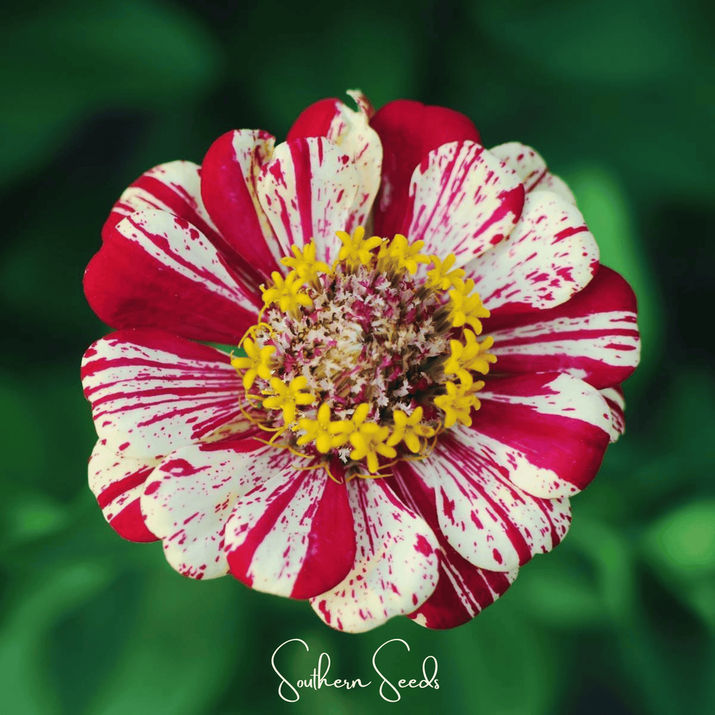 Zinnia bloom with red petals streaked in white and a yellow center with speckles.