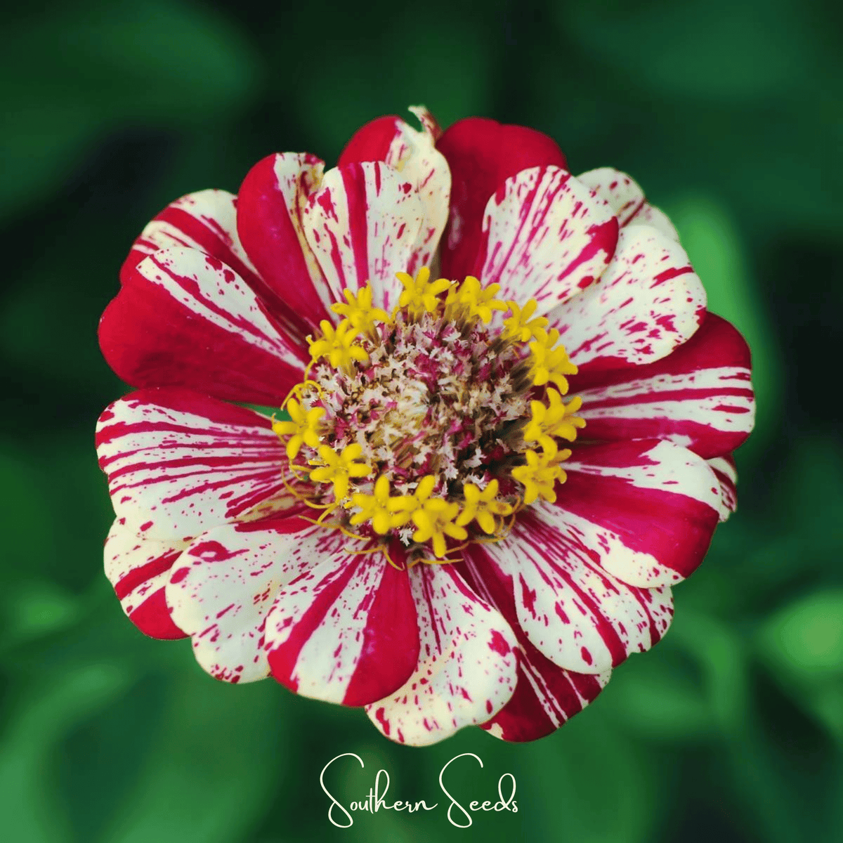 Zinnia bloom with red petals streaked in white and a yellow center with speckles.